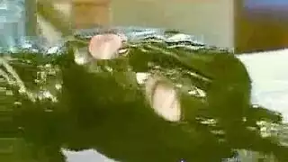 راقصات البلي